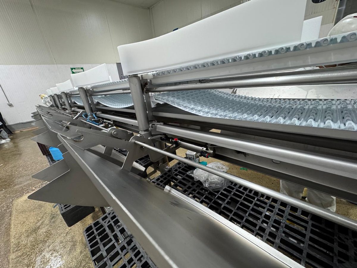 Clasificador dinámico por peso con Rice Lake 920i en planta avícola